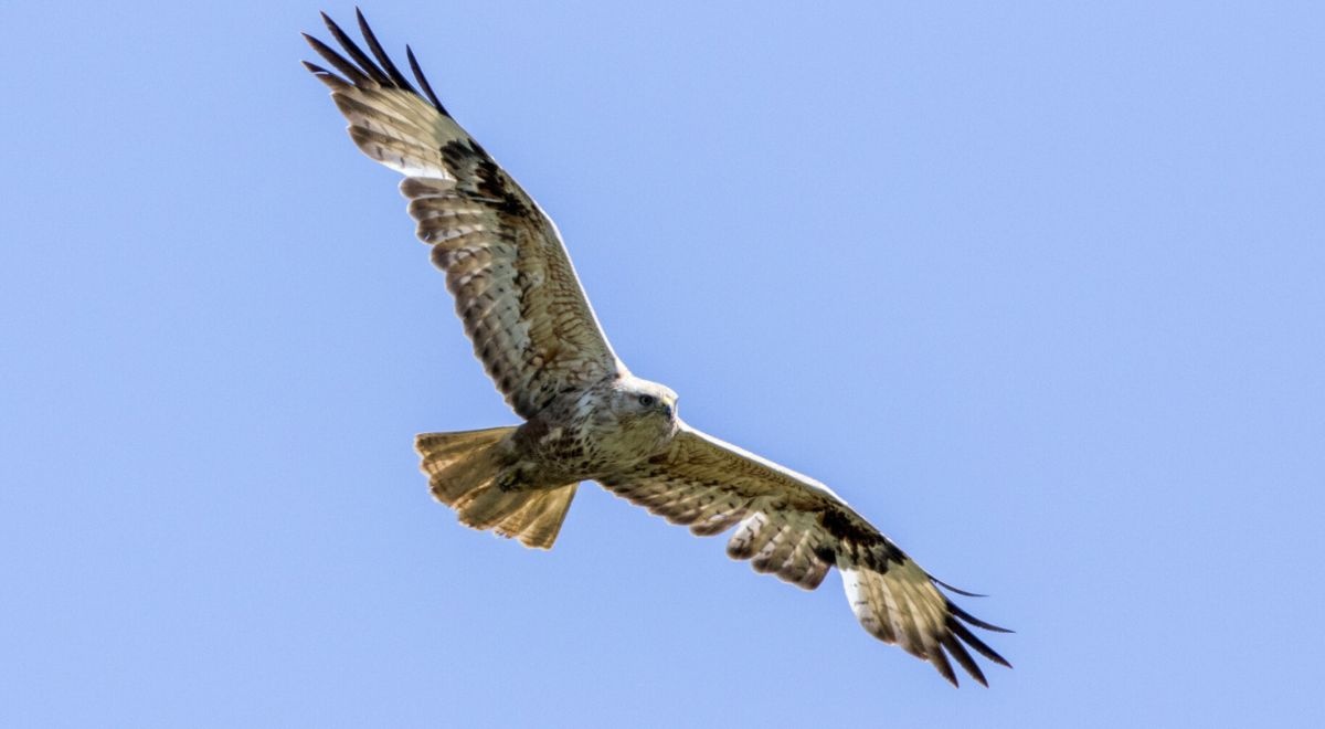 Rzadki drapieżnik z południa Europy. Nagle pojawił się nad Biebrzą