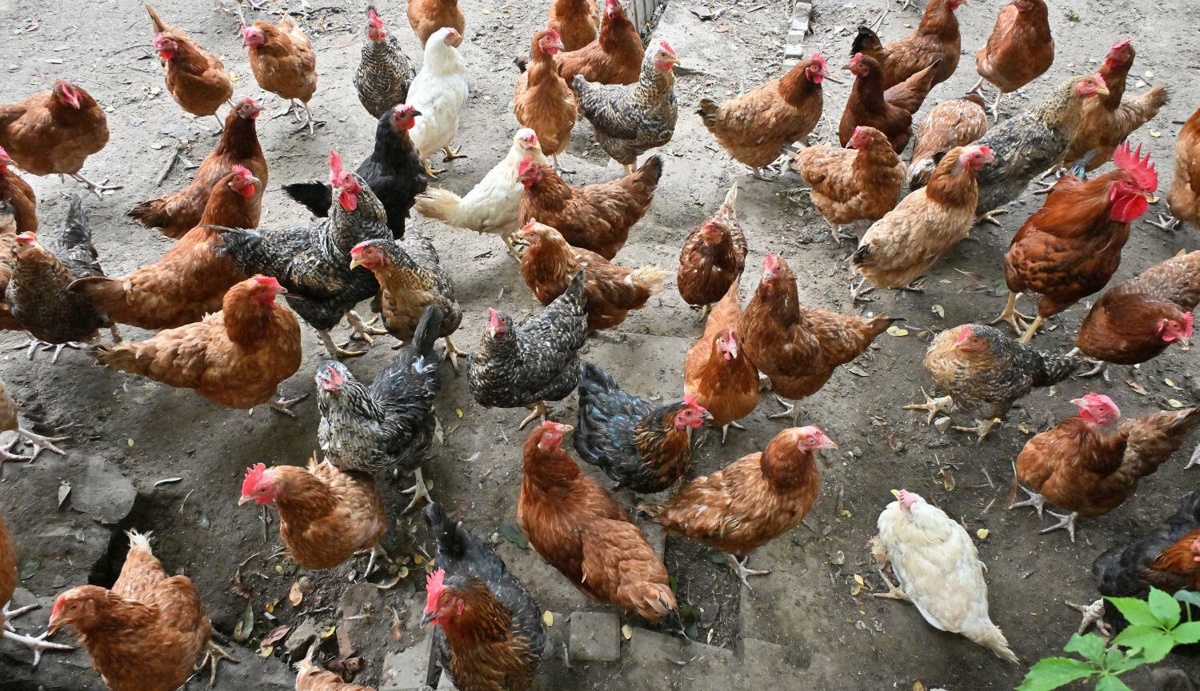 Kurza hekatomba przetacza się przez USA. Dotrze i do nas?