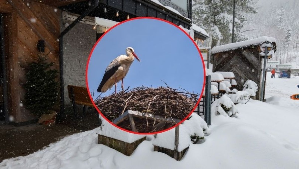 Zima zaskoczyła bociany na Podhalu