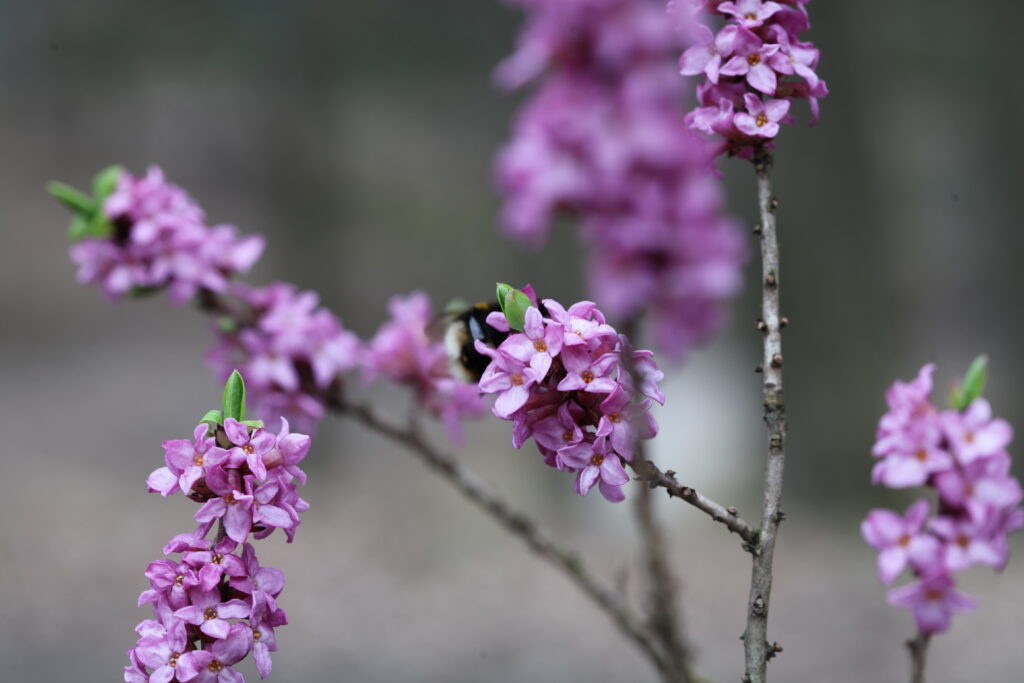 Wawrzynek wilczełyko – chroniony, ozdobny i trujący
