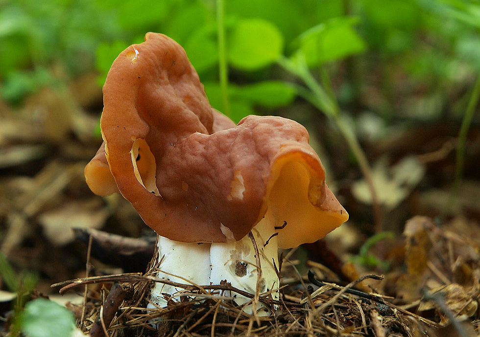 fc50b87a-39da-49d2-b628-b5686d6820f5