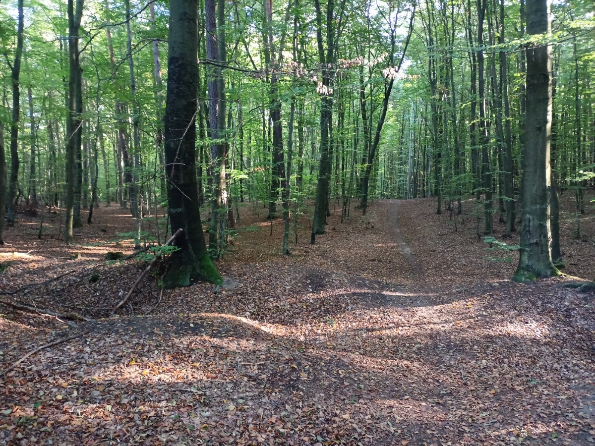 76455c15-be85-4426-b45b-ed9d57ff6408