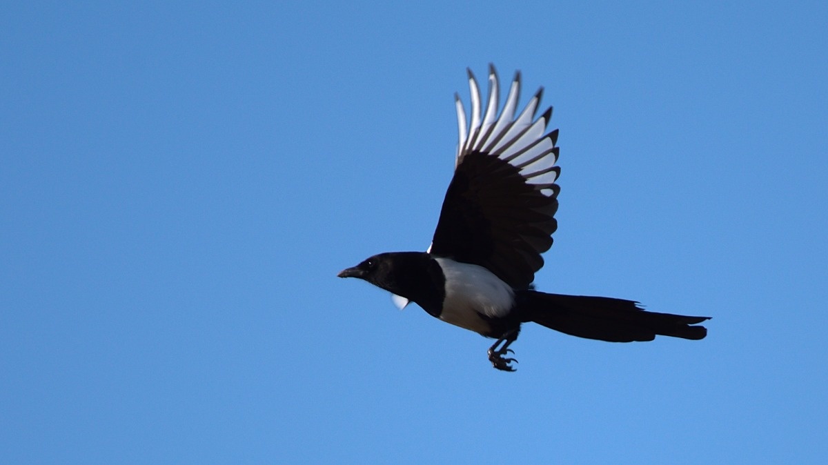 78c3a95a-3030-4e6a-af36-630d9e9c971d