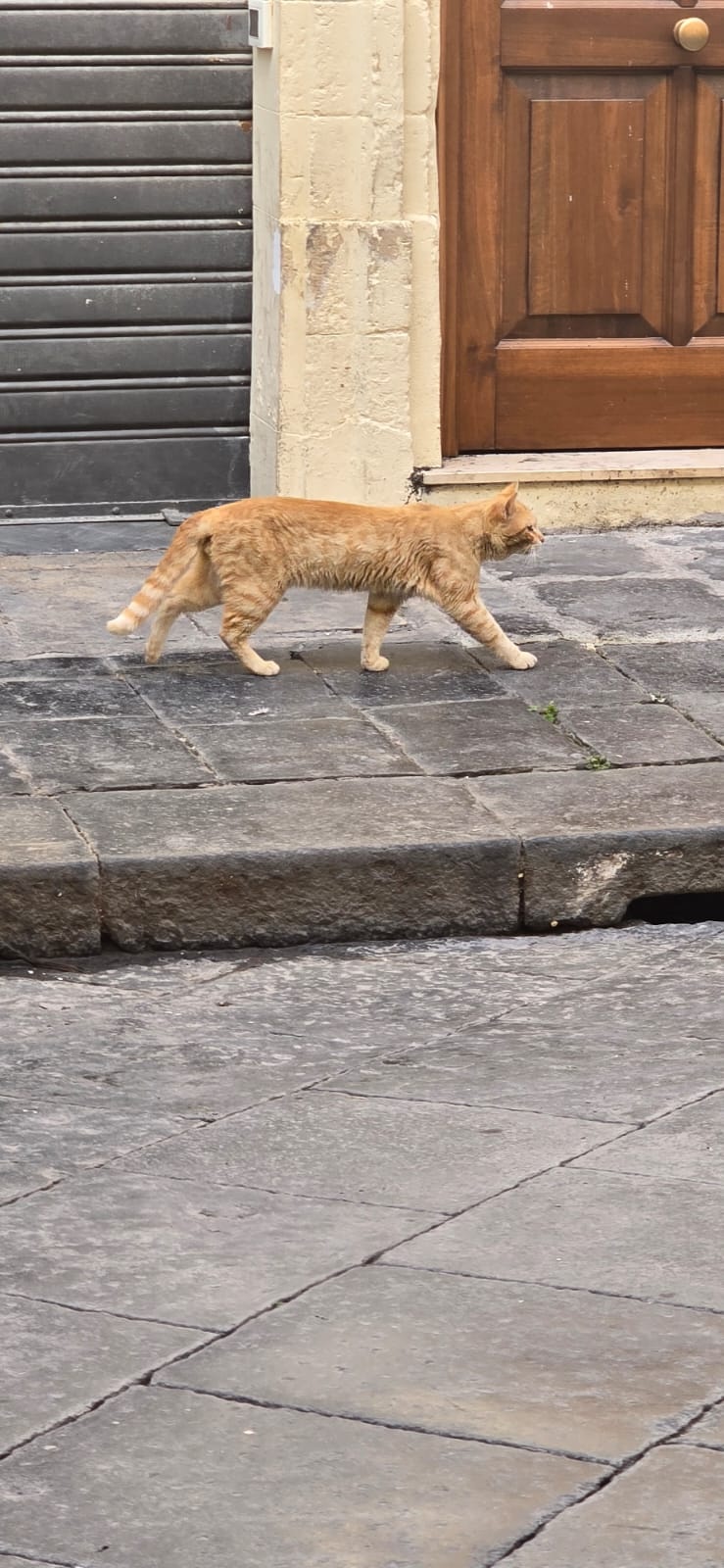 d0ed804c-d91b-4430-94c0-39d905b0d533