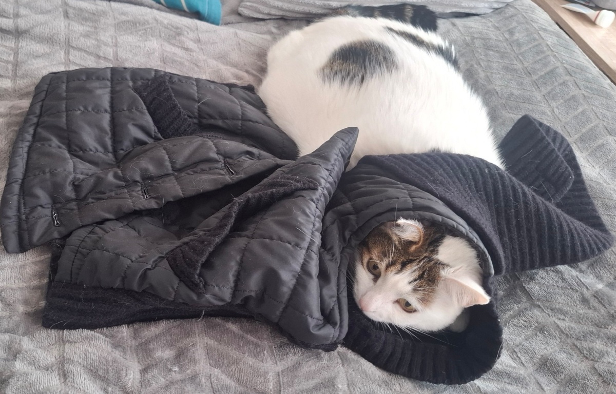 99765c72-44d3-40e3-8e14-11f41f2790f2