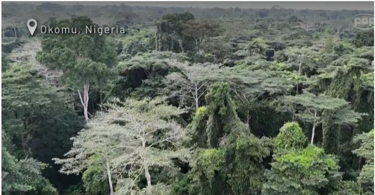 Nigeria rekrutuje nielegalnych drwali i kłusowników na strażników [WIDEO]