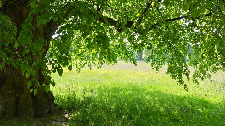 Ruszył internetowy plebiscyt Drzewo Roku; potrwa do końca czerwca
