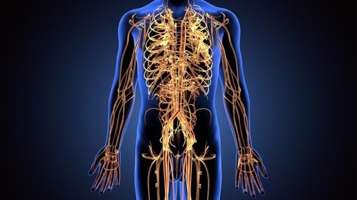 „Śmieciowe DNA” pomaga regenerować nerwy