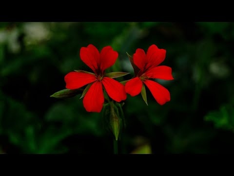 Zaśnij w 15 Minut Letnia Spokojna Muzyka Relaksacyjna Na Głęboki Sen