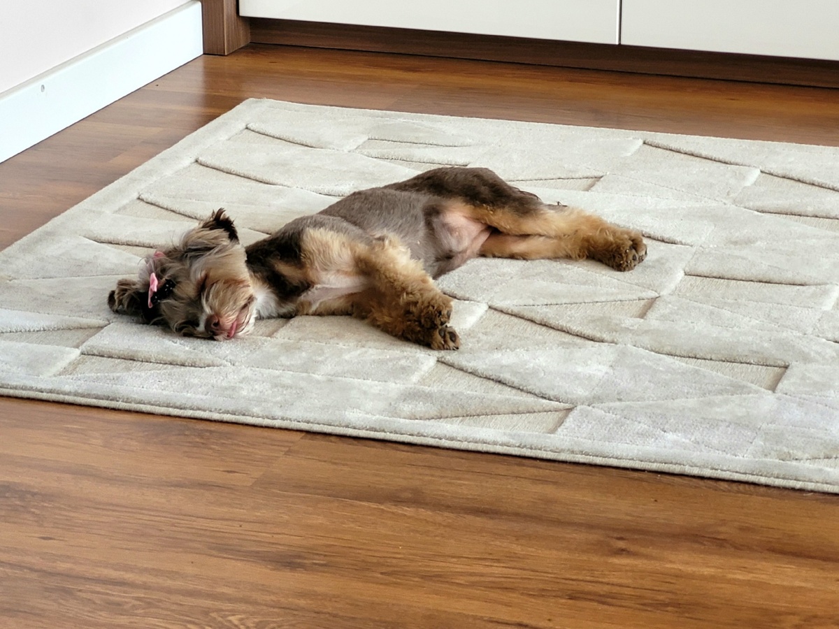 f00a3032-cc9e-40d0-a3bf-131d8b4c73d0