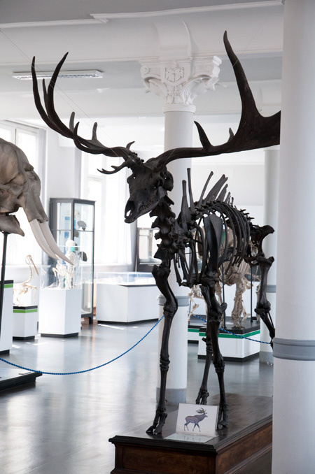 Jeleń olbrzymi. Największy rogacz wszech czasów