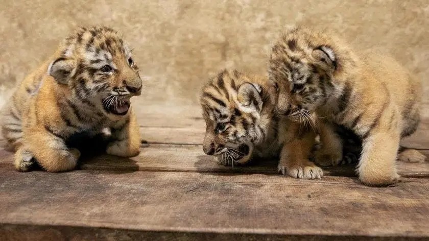 Trzy młode tygrysice amurskie przyszły na świat w opolskim zoo
