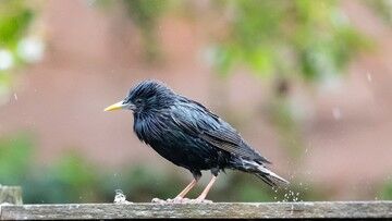 USA: nieznana choroba zabija ptaki. Naukowcy szukają przyczyny