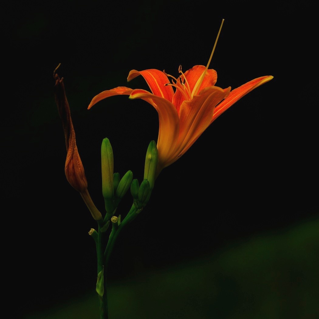 Liliowiec Rudy - Hemerocallis Red Rum / Fotografujemy Przyrodę