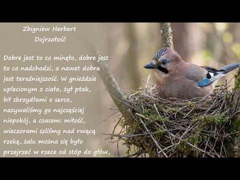 Dojrzałość Zbigniew Herbert Poezje Wiersze | Poezja Dla Duszy