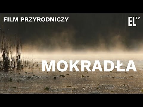 MOKRADŁA. Czyta Krystyna Czubówna