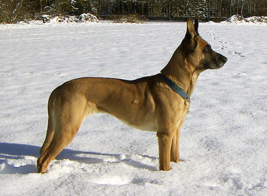 Naukowcy zidentyfikowali najbardziej inteligentną rasę psów