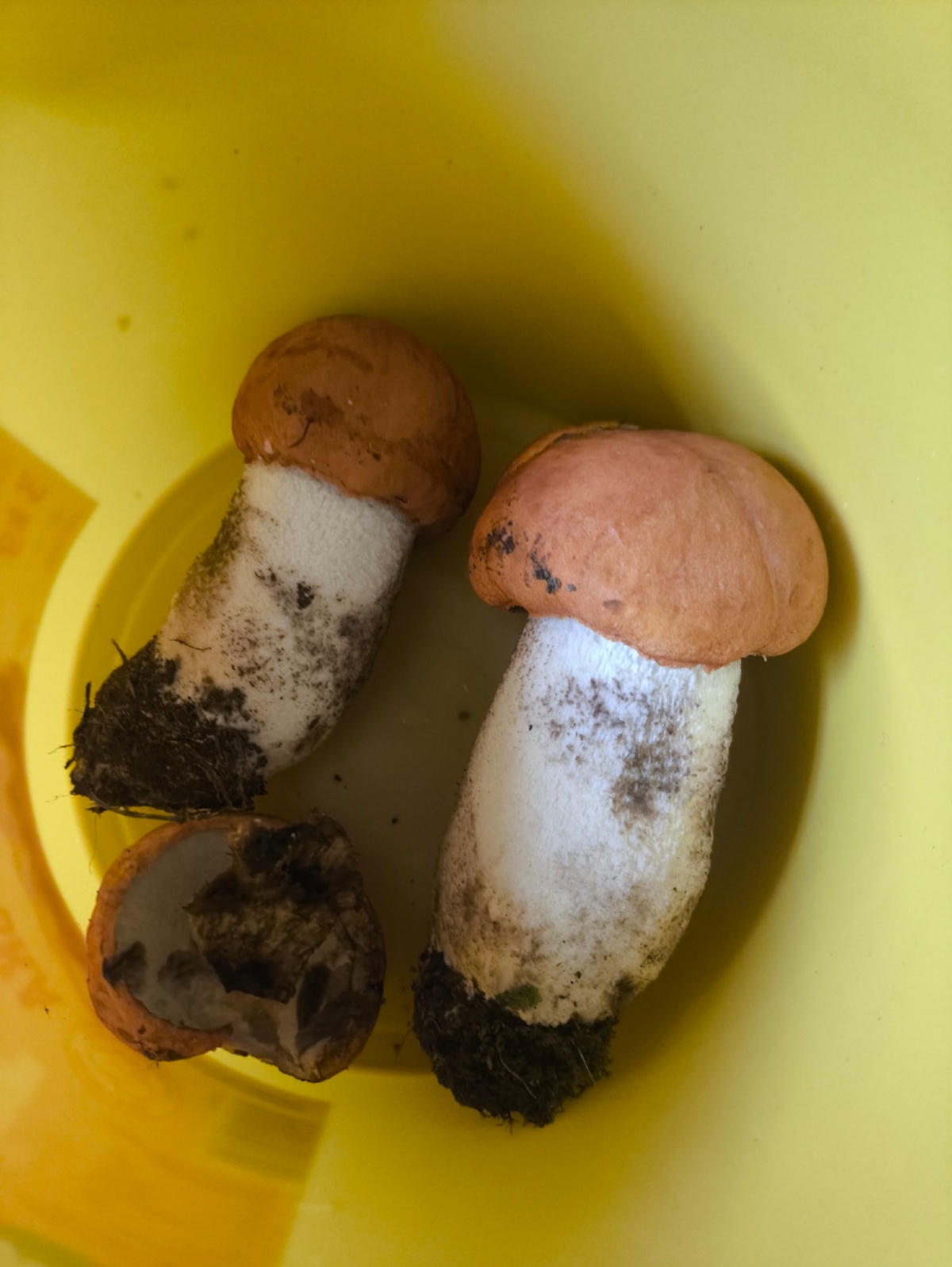 d98f9fca-a195-49e3-aa31-8abd931915d9