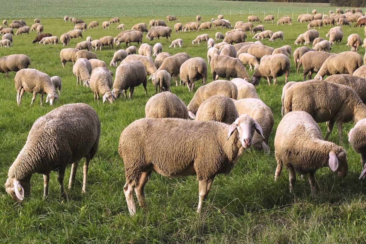 Dlaczego liczba owiec w Polsce tak bardzo zmalała?