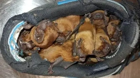 20 małych nietoperzy w butach na balkonie