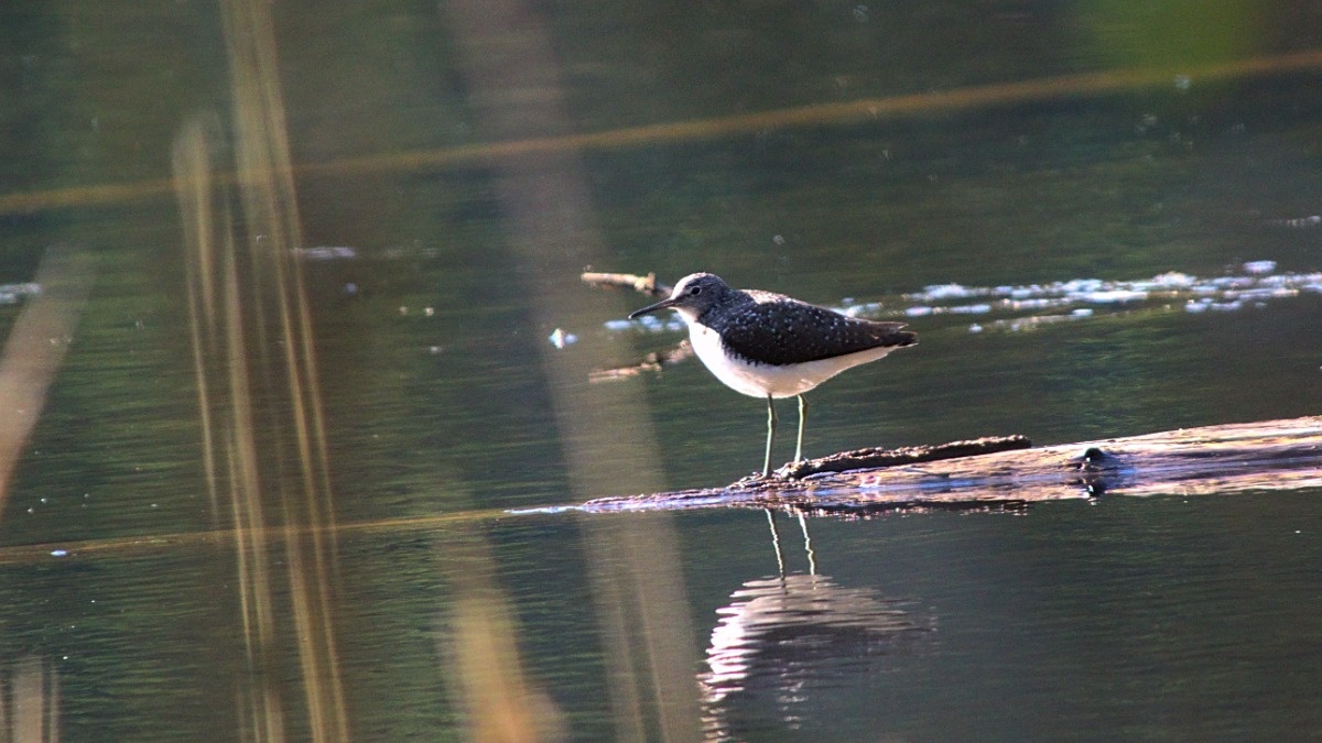 e7a3b462-8098-4769-bcc4-ae2cb5c0e47b