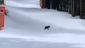 Tatry. Niedźwiedzia rodzina blisko ludzi. Zamknięte szlaki turystyczne i narciarskie
