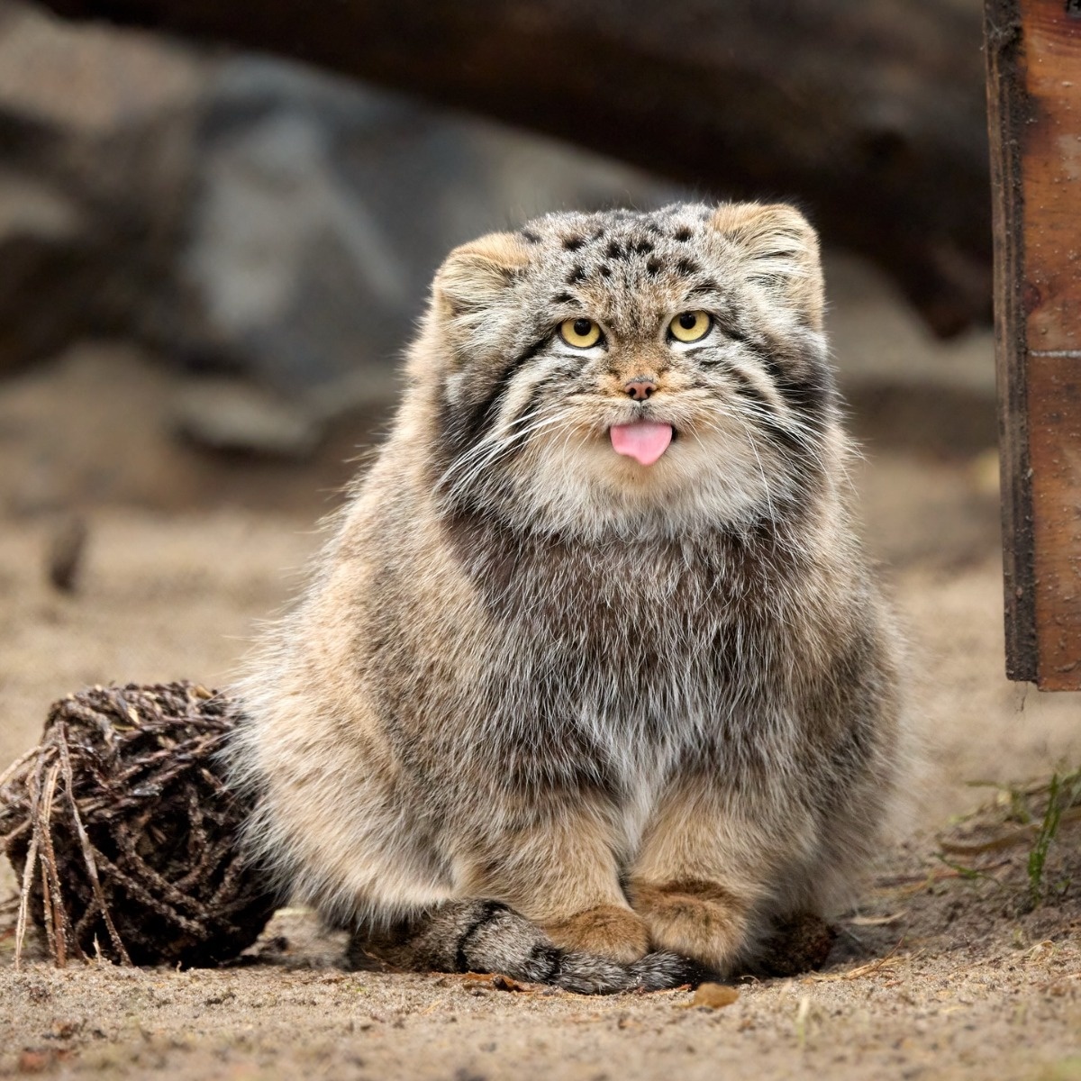 3e4bae04-4e66-4bc7-9ccc-05d3005d69b8