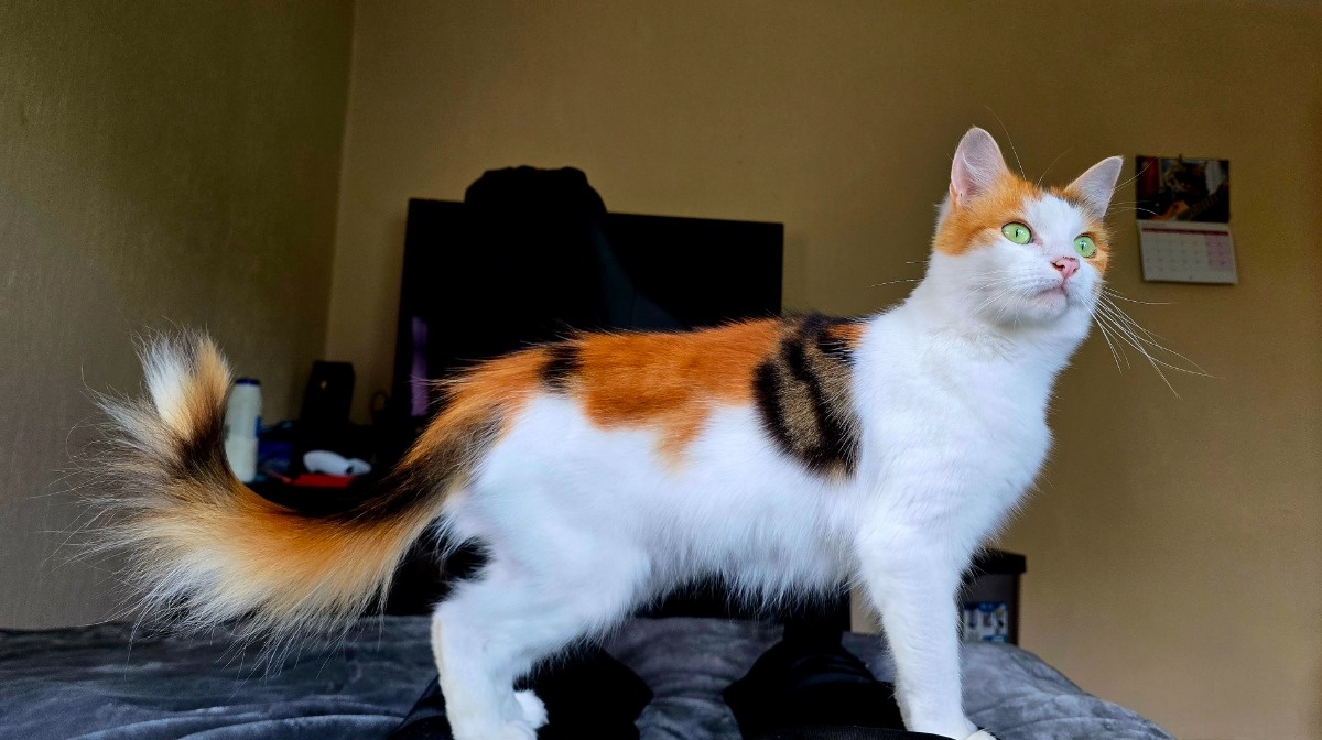 d93786cf-5be4-4805-84f6-aab3c503a06a