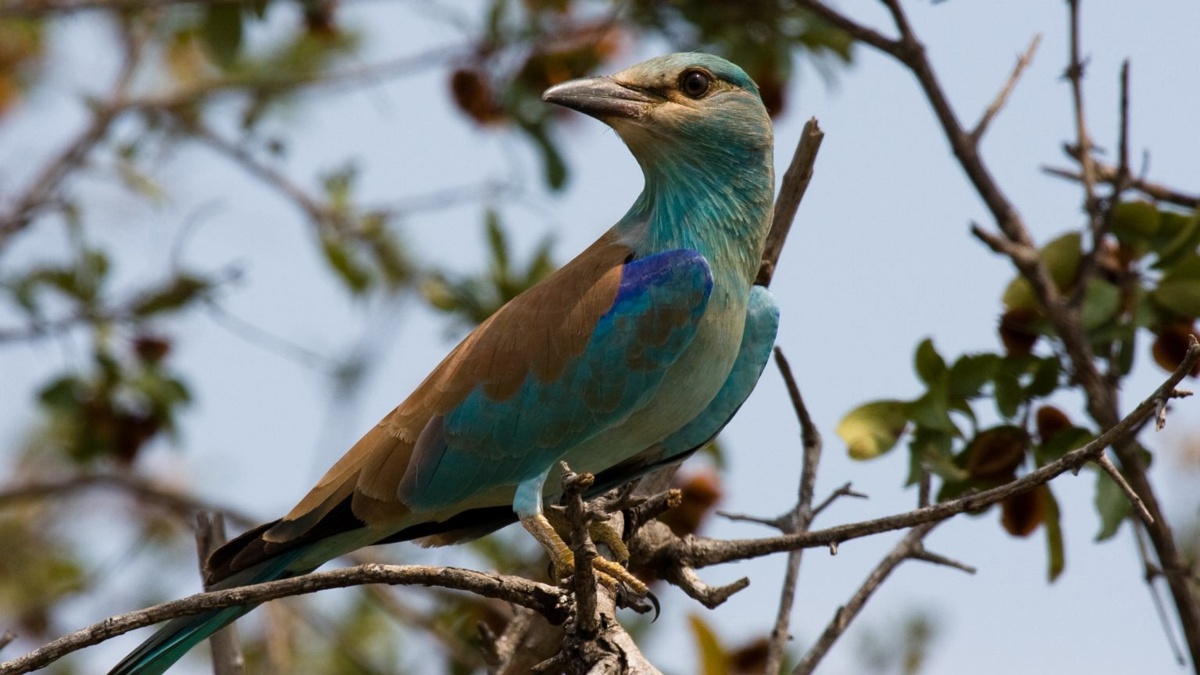 To koniec. Piękny, bajecznie kolorowy ptak znika z Polski. "Ginie. Jest za późno na próbę ratowania"