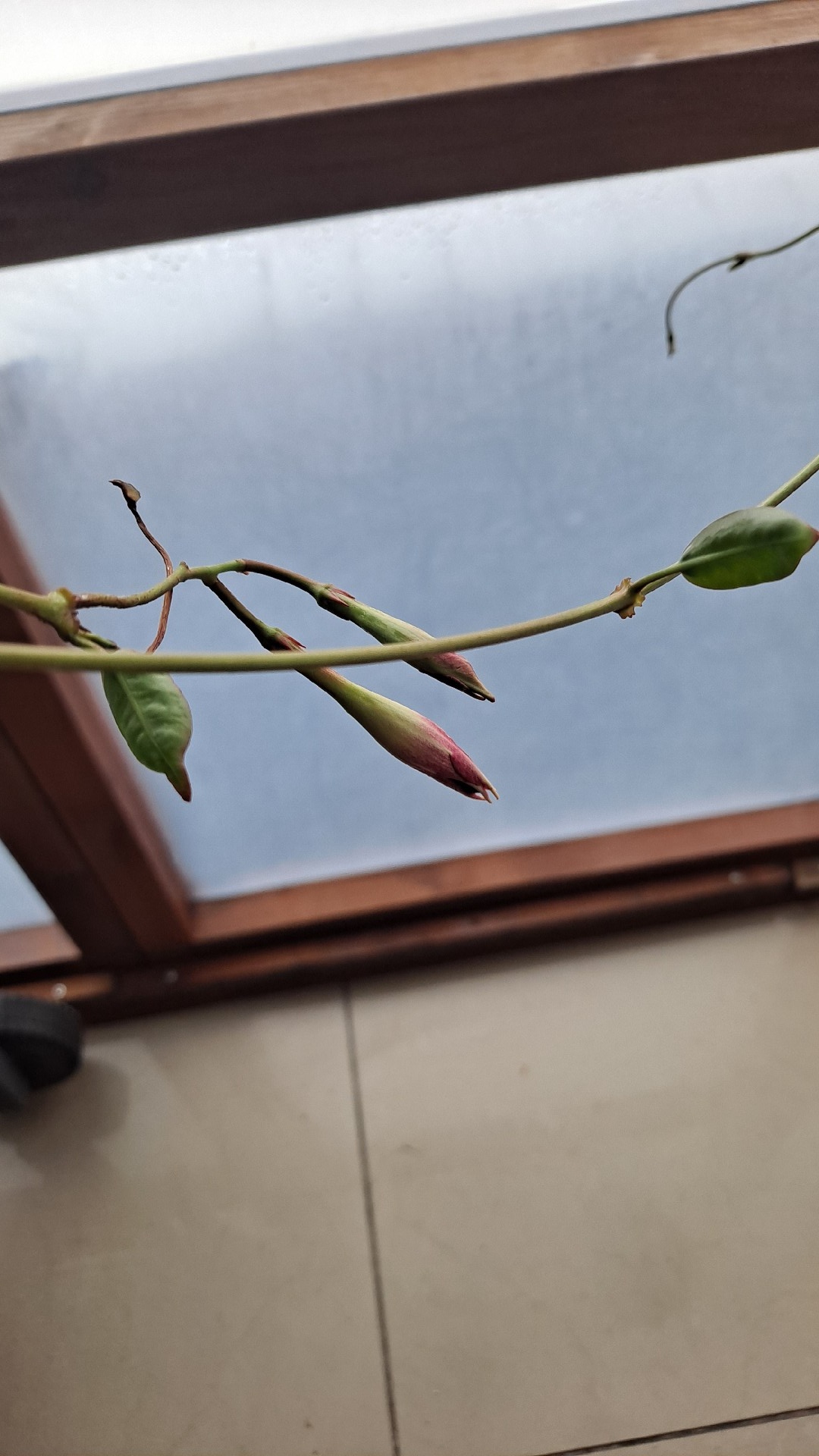 68433abe-671f-40fd-ae5e-e6d540020a52