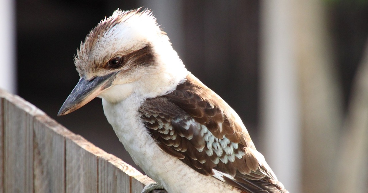 Samce ptaków zmieniają płeć i składają jaja. Nowe odkrycie