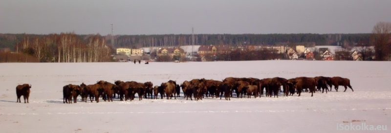 Mazurskie stada żubrów rozrastają się; zwierzęta są zdrowe