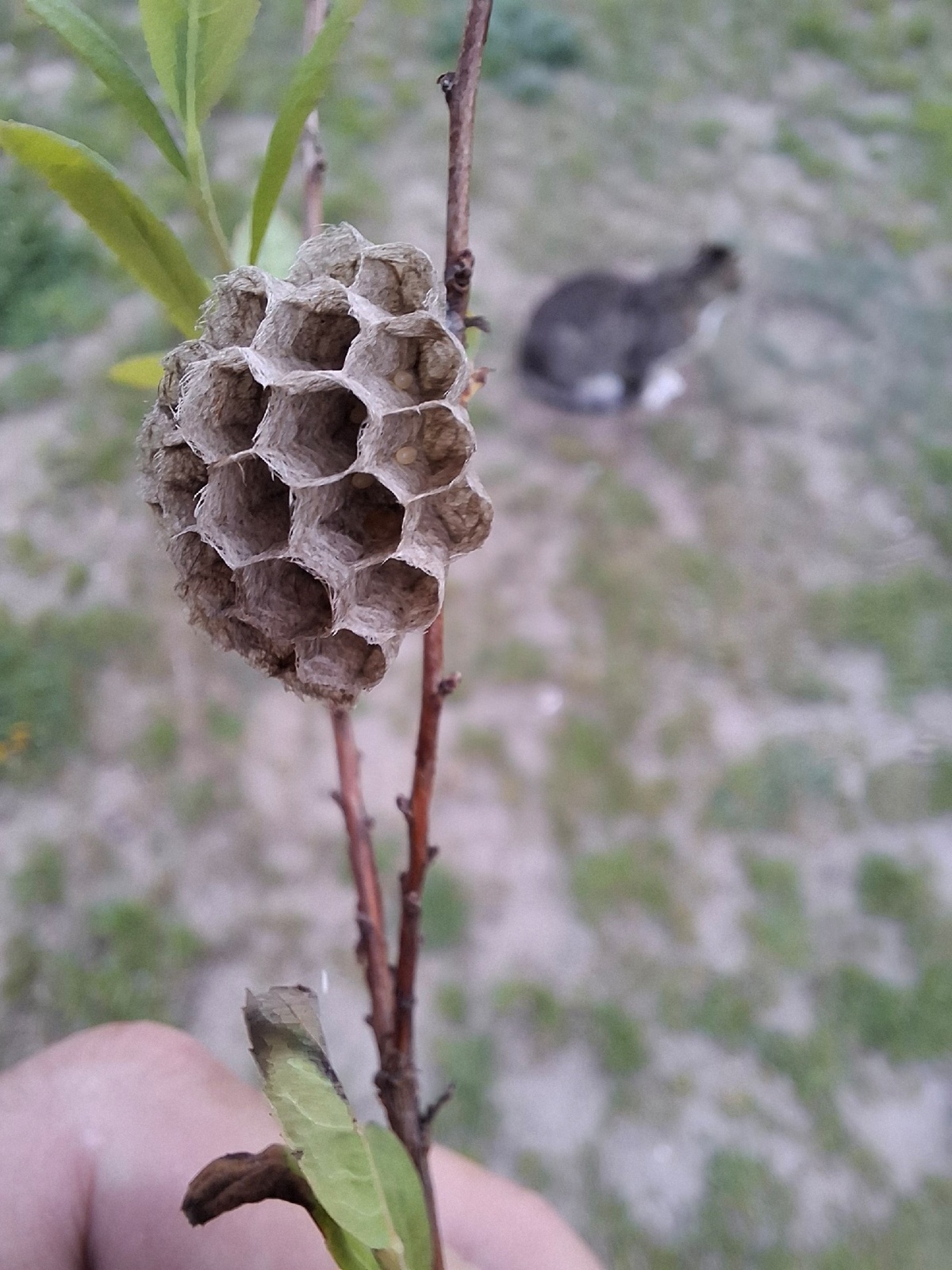 5d387548-6419-4223-91eb-6658dc581083