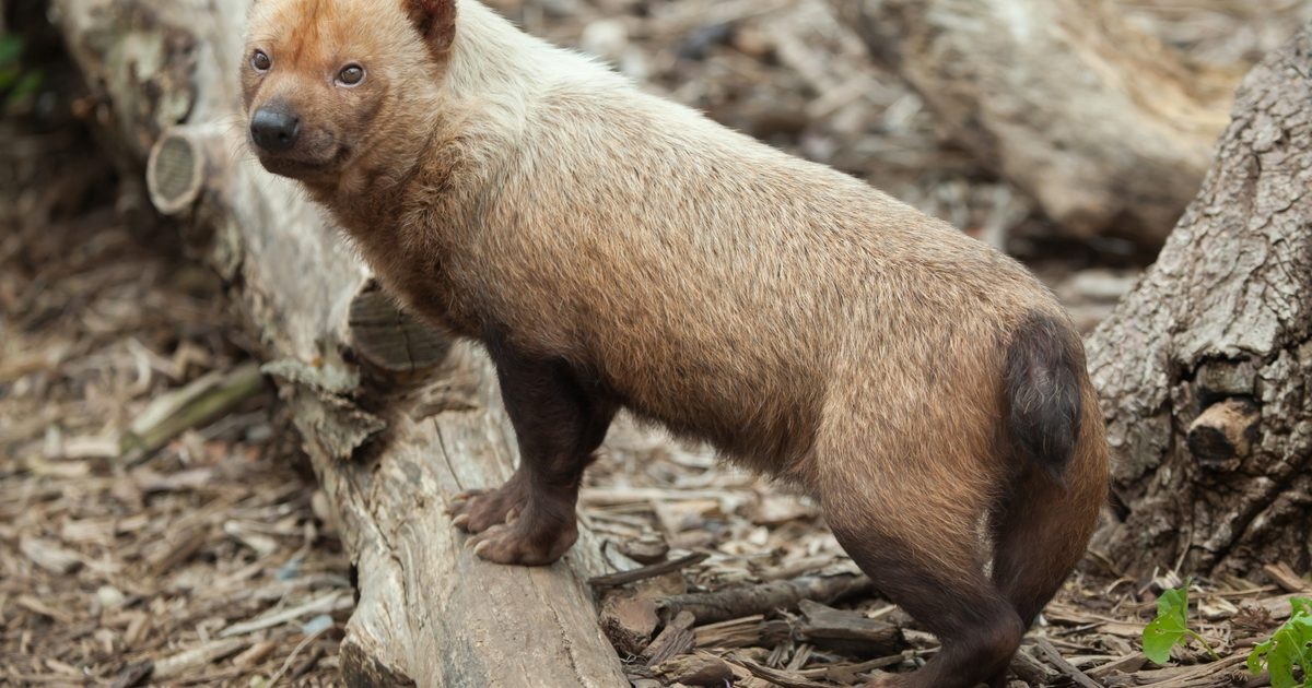 Wygląda jak połączenie wydry i jamnika. W wodzie czuje się jak zawodowiec