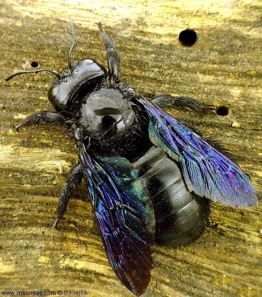 4f1b351b-b170-4cfa-a6c8-55af25f5bb52