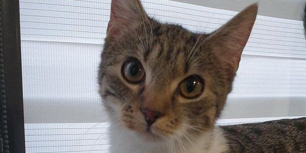 Porzucony kot w autobusie. Szybko znalazł nowy dom