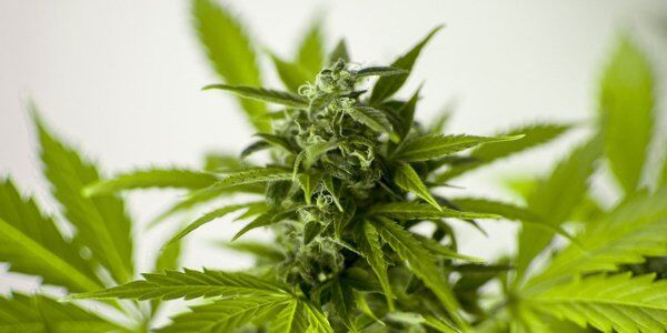 Włochy: Trybunał Konstytucyjny odrzucił wniosek o referendum w sprawie legalizacji marihuany