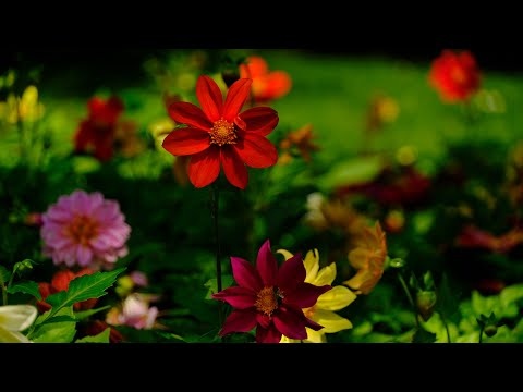 Cudowna Letnia Muzyka Relaksacyjna Kojąca Umysł