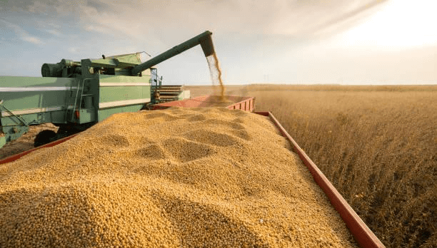 Brazylijski eksport soi do Chin wzrósł w maju o ponad 37%