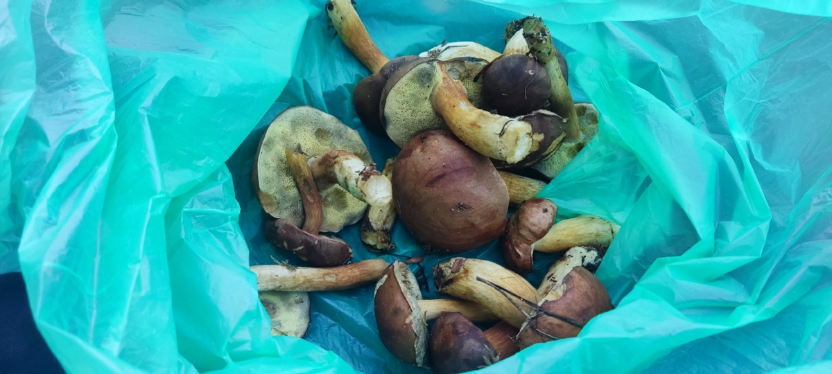 4a0380c7-043e-445b-83c1-919060d625ee