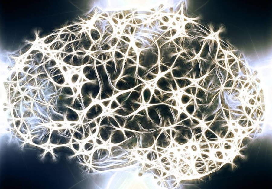 Nowe neurony powstają też w mózgu dorosłego człowieka