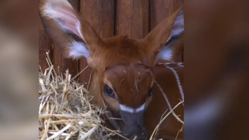 "Babyboom" w warszawskim zoo. Urodziła się antylopa bongo