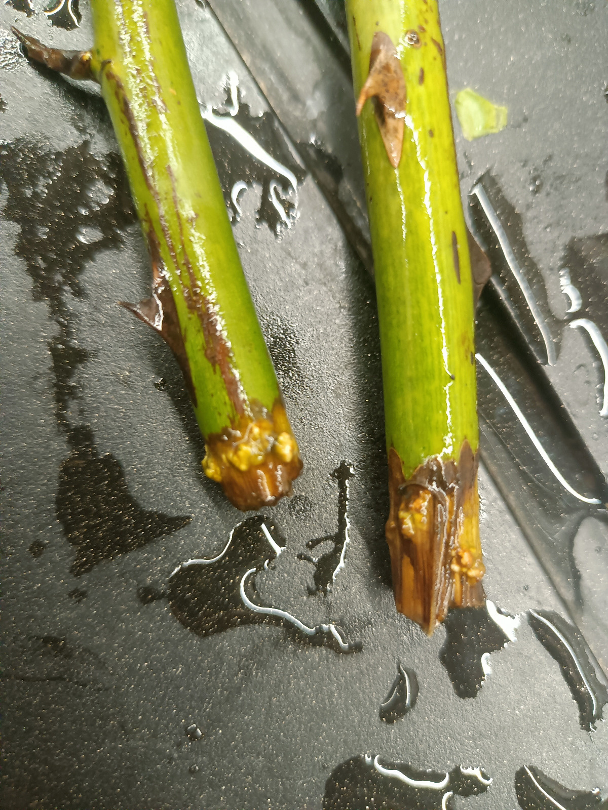 52bee2fa-9474-4083-9e76-b06f327ddc08