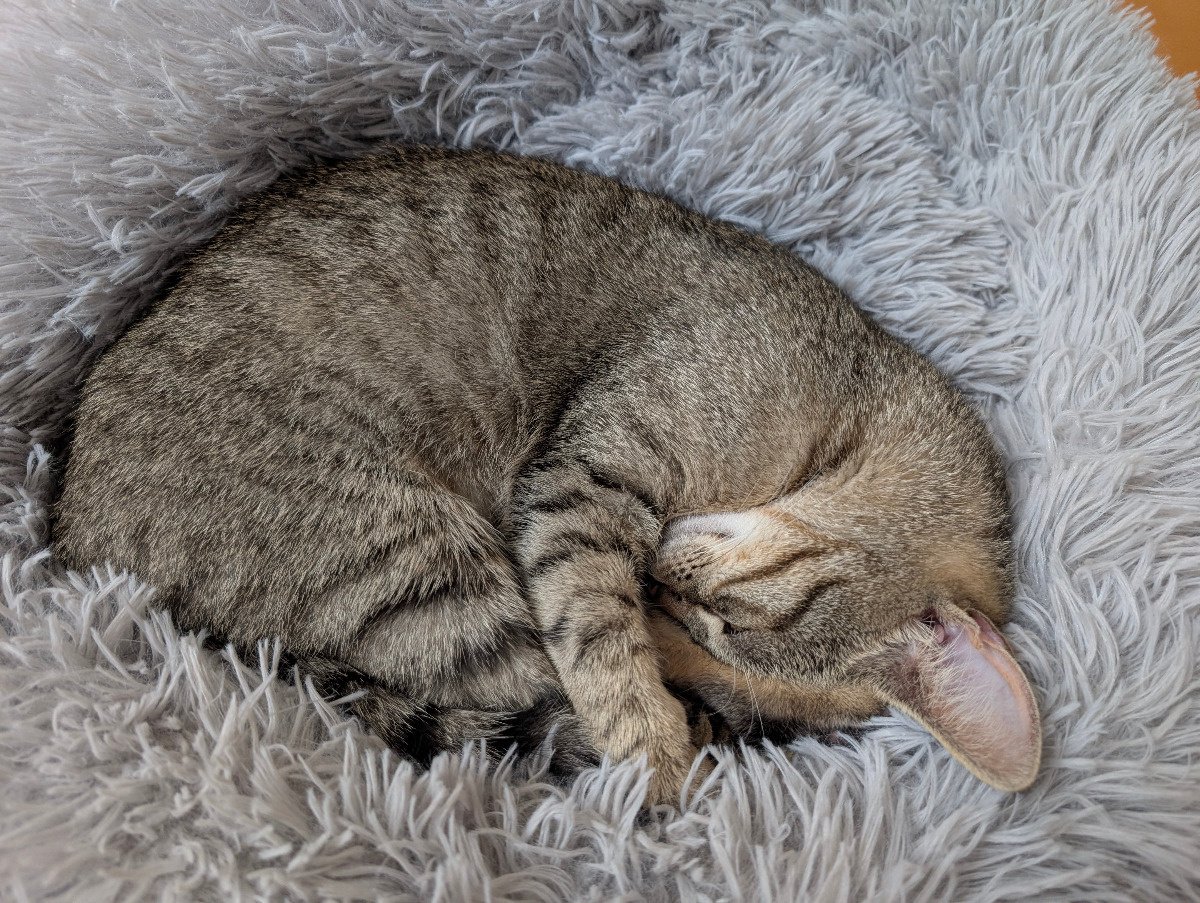 eabaff31-af45-452c-aaa5-889616ea398c