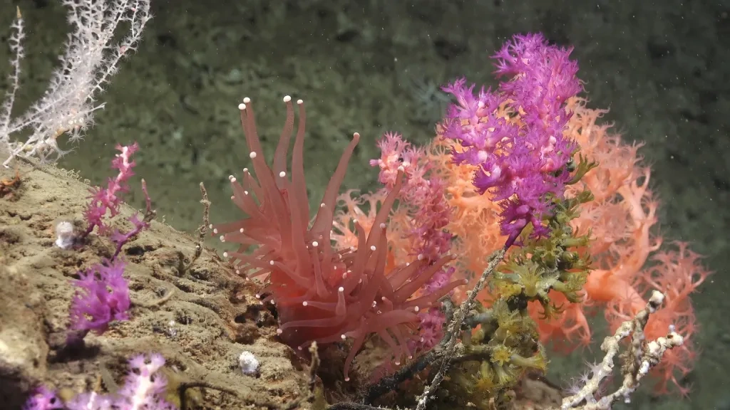 Głębiny morskie i ich tajemnice – kanion Mar del Plata