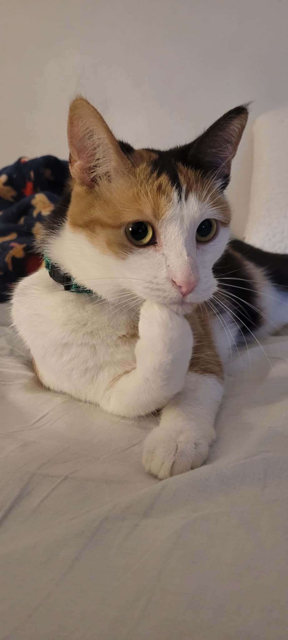 25f93da4-bed9-4317-be6f-e68d964ff101