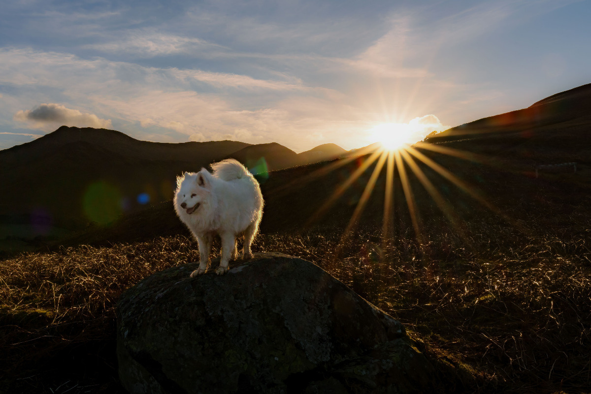 e936fa5b-0a0c-4f49-b542-81742bb2e19f