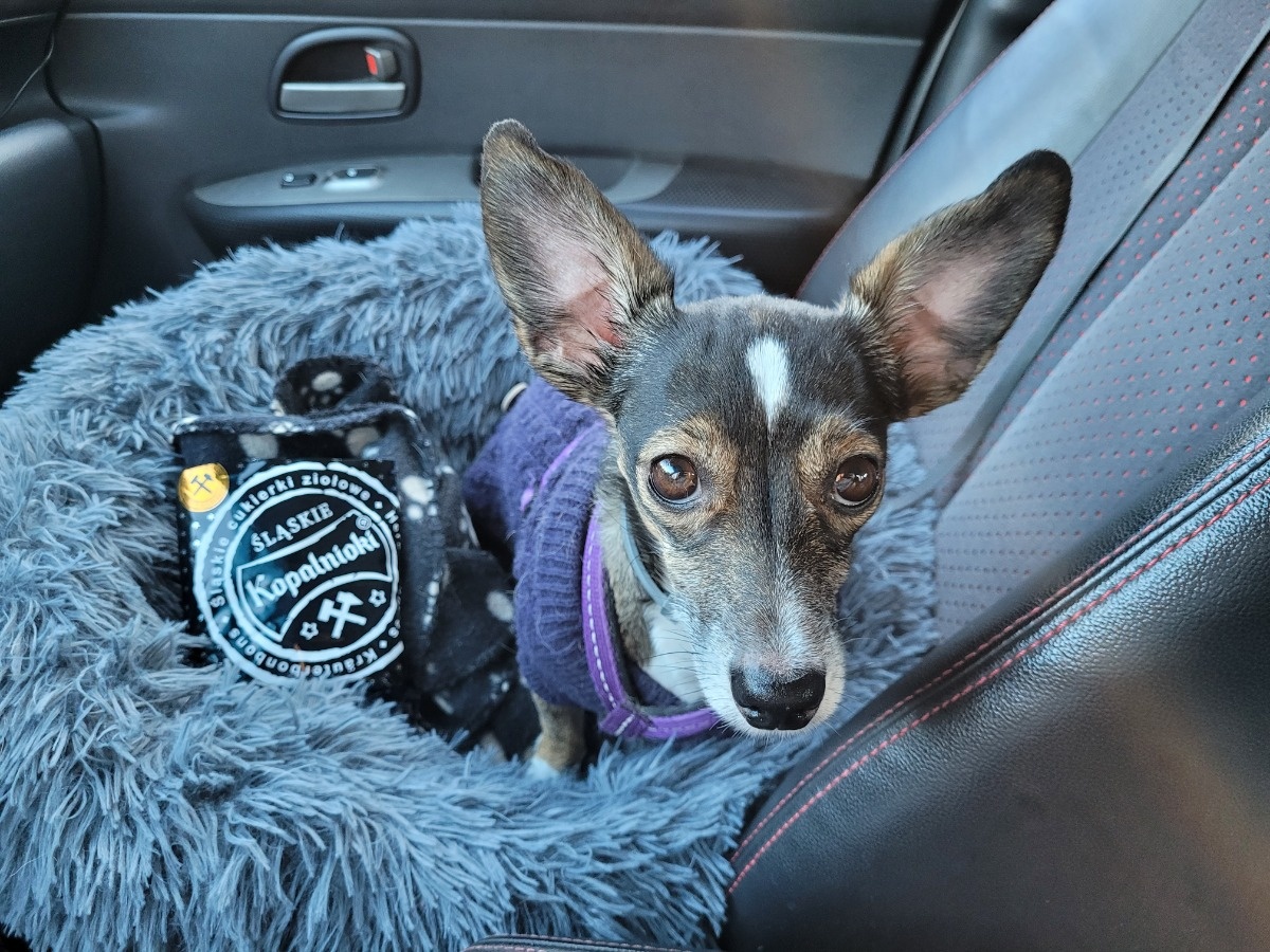 ddf8a515-352a-4a50-9744-522c95376aa8