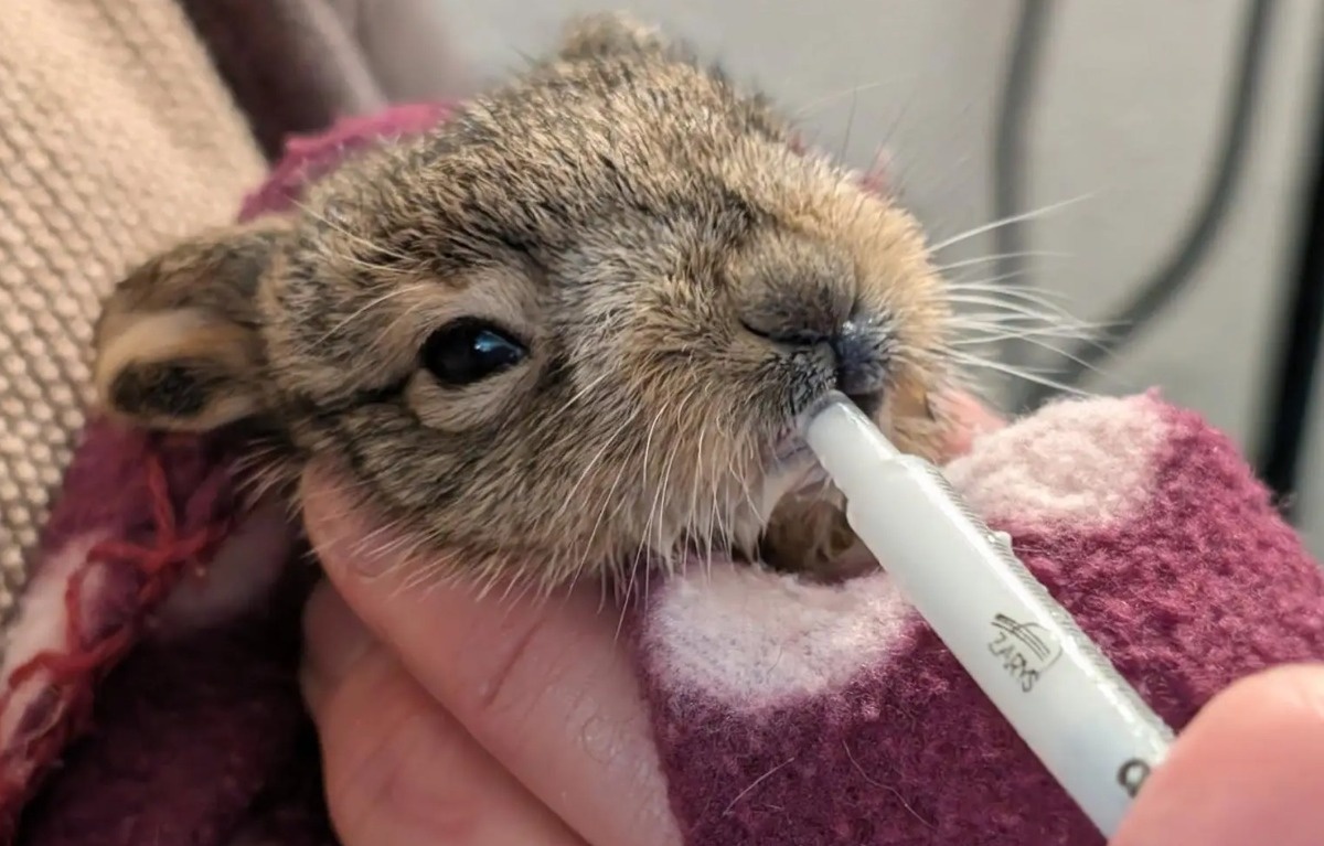 Głodny zajączek przykicał na SOR