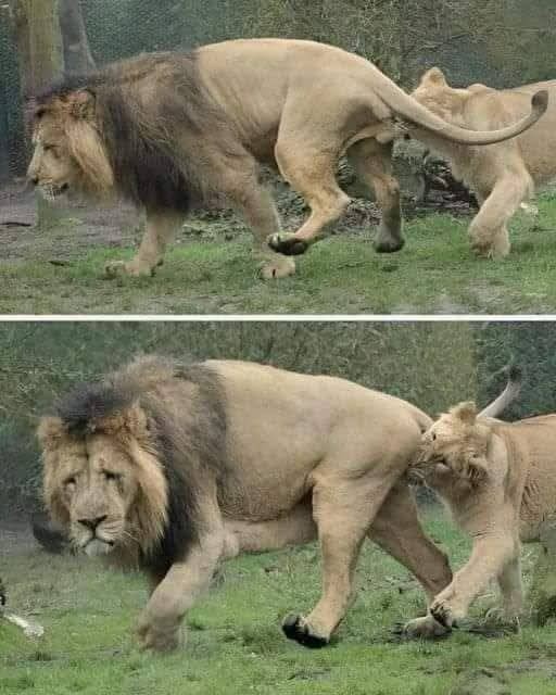 32458a3c-9d31-4591-89b4-bfaece733bae